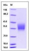 Mouse OSM / Oncostatin M Protein (Recombinant His,C-terminus)