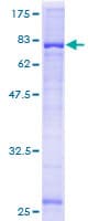 Human CYP2W1 Protein (Recombinant GST)