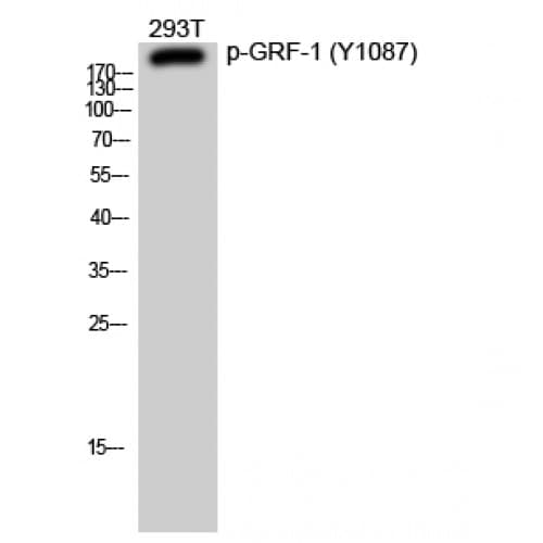 Polyclonal Rabbit anti-Human ARHGAP35 / GRLF1 Antibody (phospho-Tyr1087, WB)