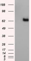 NPR3 Antibody (clone OTI4H1)
