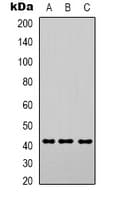 ACTA2 / Smooth Muscle Actin Antibody