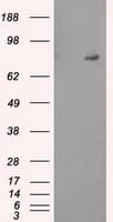 PTPRE / PTP Epsilon Antibody (clone OTI2C11)