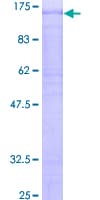 Human DBF4 Protein (Recombinant GST)