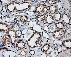 FAHD2A Antibody (clone OTI5H7)