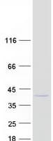 Human NECAP1 Protein (Recombinant Myc-DDK (Flag))