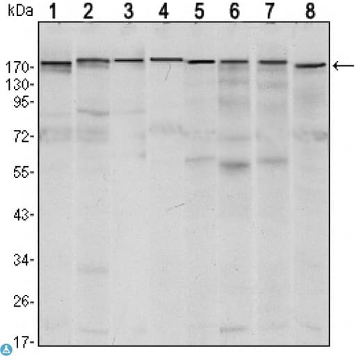 ESET / SETDB1 Antibody