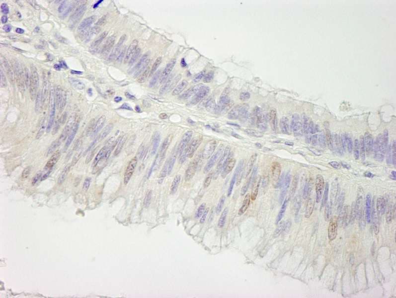 CUL3 / Cullin 3 Antibody (aa650-700)