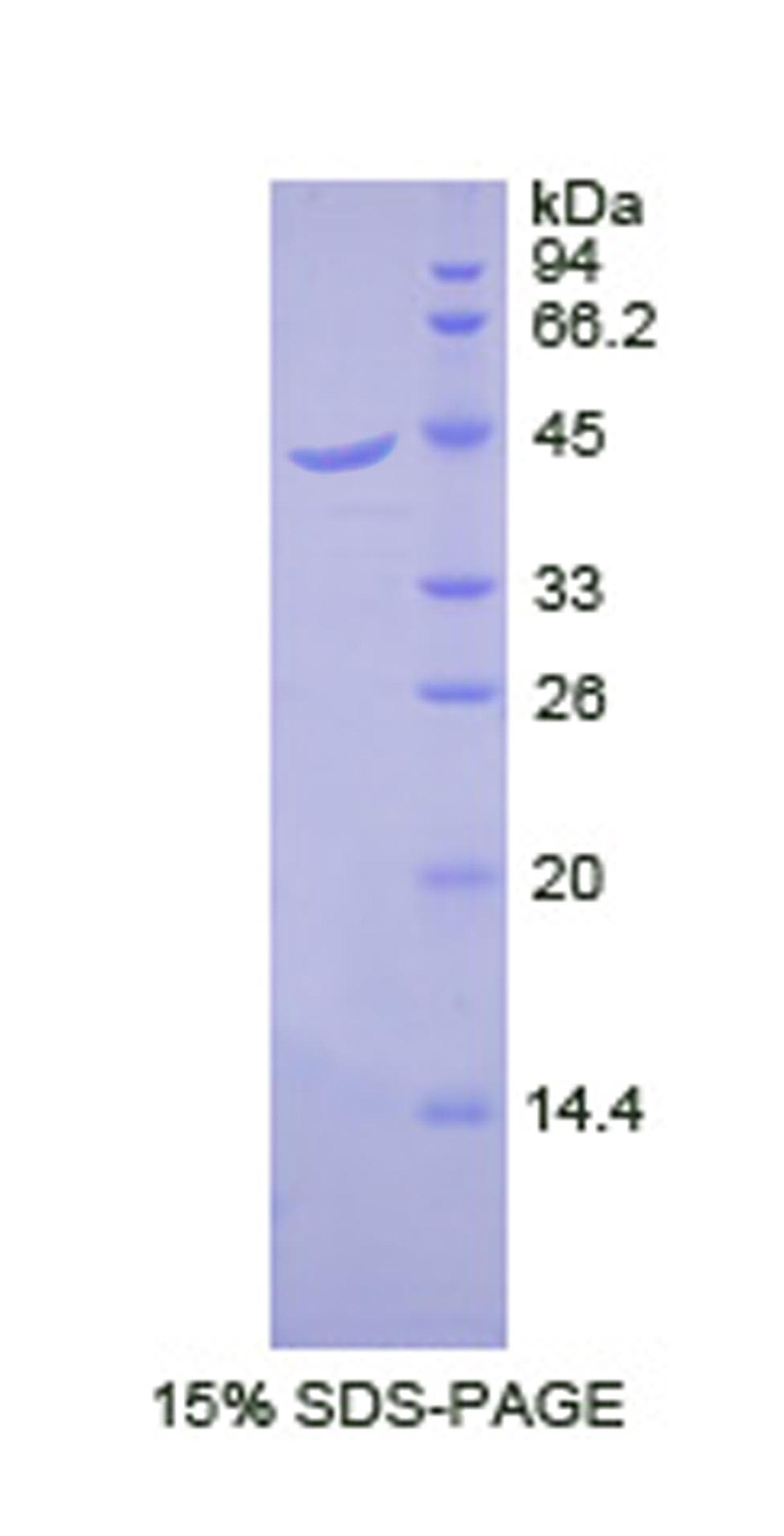 Dog B2M / Beta 2 Microglobulin Protein (Recombinant His-GST)
