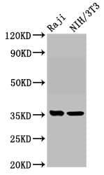 PVRL4 / Nectin 4 Antibody