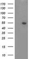 NT5DC1 Antibody (clone OTI2A1)