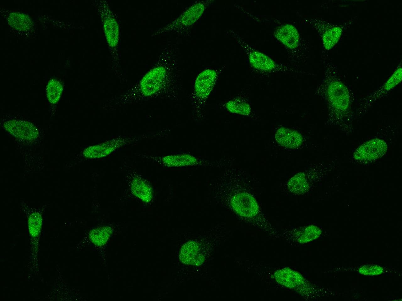 Polyclonal Rabbit anti-Human FAT10 / UBD Antibody (Preservative Free, IF, WB)