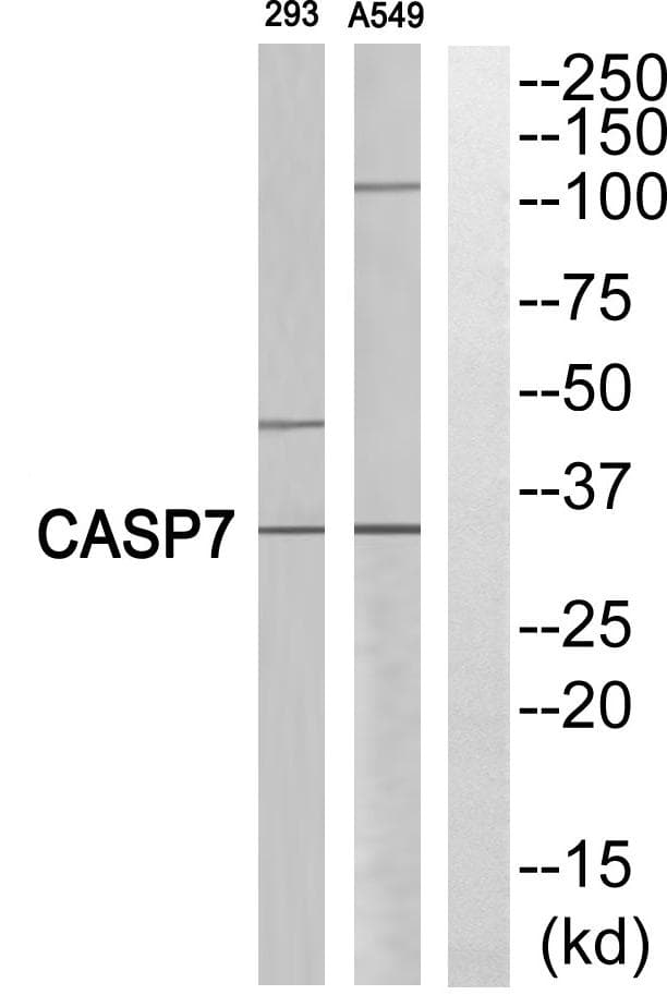 CASP7 / Caspase 7 Antibody (p11, Cleaved-Ala207)