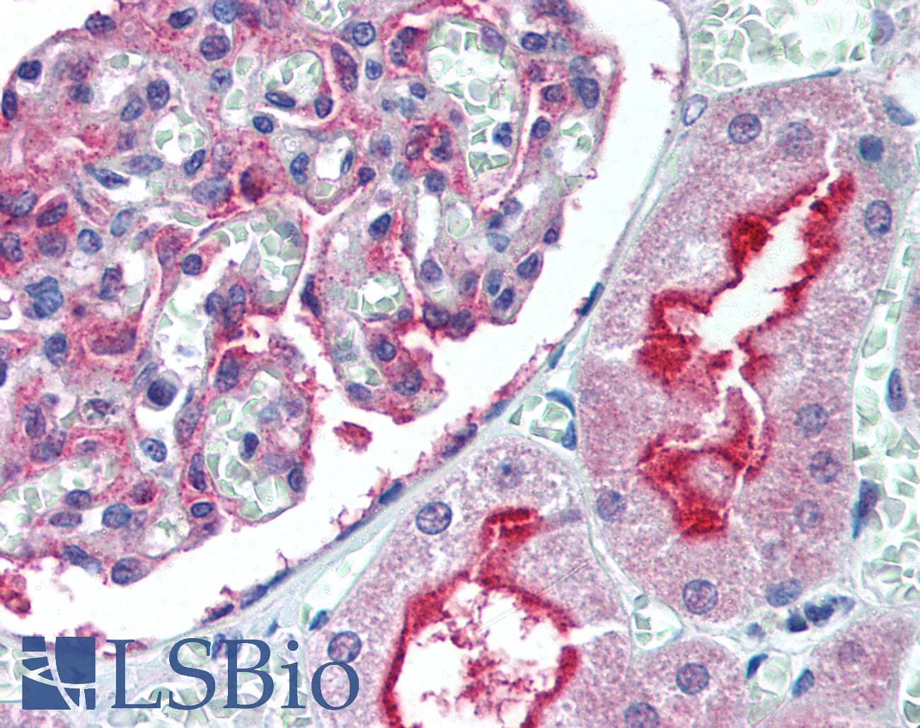 IHC-plus™ Apg7 / ATG7 Antibody