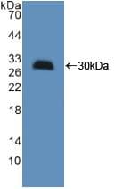 HMGCS1 / HMG-CoA Synthase 1 Antibody (aa1-238, APC)