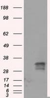 FAHD2A Antibody (clone OTI5D5, Carrier-free)