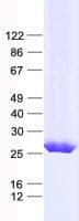 Human MRPL48 Protein (Recombinant His, N-Terminal)