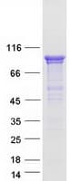 Human SSH3 Protein (Recombinant Myc-DDK (Flag))