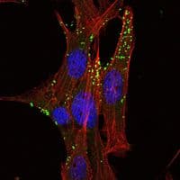 KLHL1 Antibody (clone 3A8)
