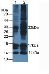 CALCA Antibody