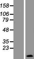SPRR2E Protein (Over-Expression Lysate Myc-DDK (Flag))