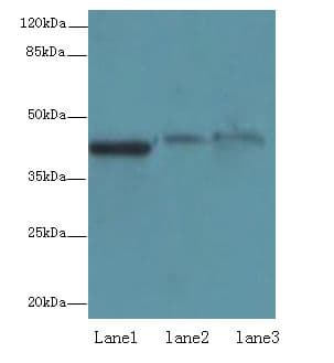 Polyclonal Rabbit anti-Human SDF4 Antibody (WB)