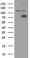 COG6 Antibody (clone OTI4G4)