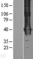 WDR4 Protein (Over-Expression Lysate Myc-DDK (Flag))