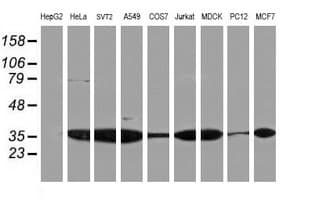 PSMA4 Antibody (clone OTI5D8)