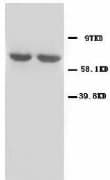 GAD1 / GAD67 Antibody (N-Terminus)