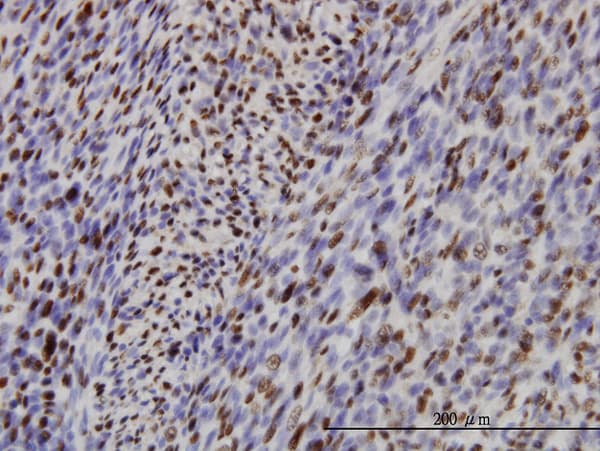 IRF2 Antibody (clone 3B5)