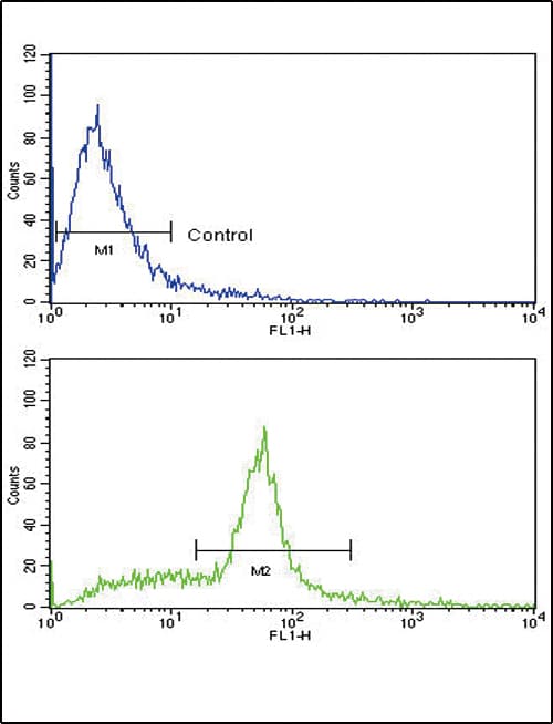 Polyclonal Rabbit anti-Human KITLG / SCF Antibody (aa244-273, IF, WB)