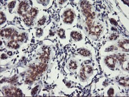 Monoclonal Mouse anti-Human USP10 Antibody (clone OTI1A10, IHC, WB)