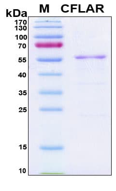Human CFLAR / FLIP Protein (Recombinant 6His, N-terminus)