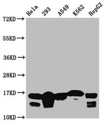 Polyclonal Rabbit anti-Human HIST1H3A Antibody (IHC, IF, WB)