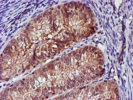 SMS / Spermine Synthase Antibody (clone OTI3C9)