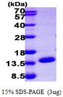 Human ERH Protein (Recombinant His)