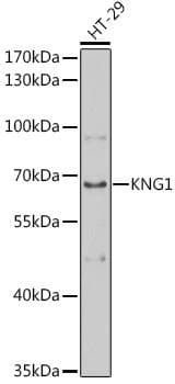 KNG1 / Kininogen / Bradykinin Antibody