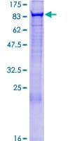 Human EXOC3 / SEC6 Protein (Recombinant GST)