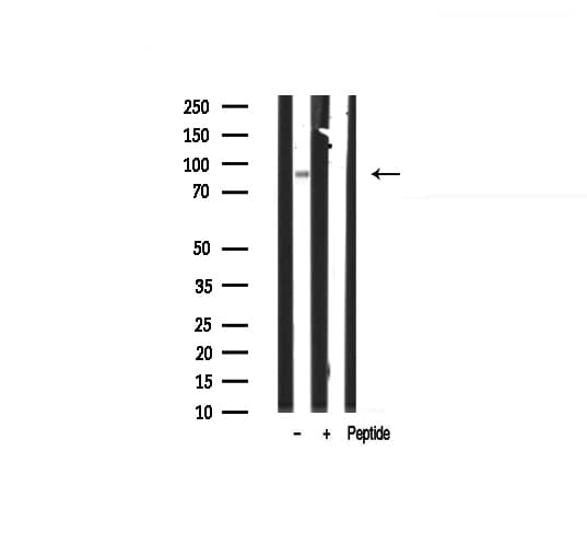 EFNA4 / Ephrin A4 Antibody