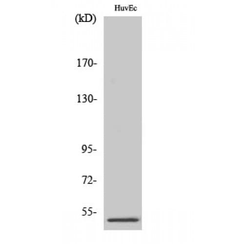 Polyclonal Rabbit anti-Human PPP2R3C Antibody (140-220 aa, Internal, WB)