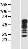CDC42EP4 / BORG4 Protein (Over-Expression Lysate Myc-DDK (Flag))