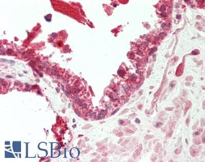 SEC14L2 Antibody (aa168-217)