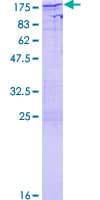 Human NFAT4 / NFATC3 Protein (Recombinant GST)