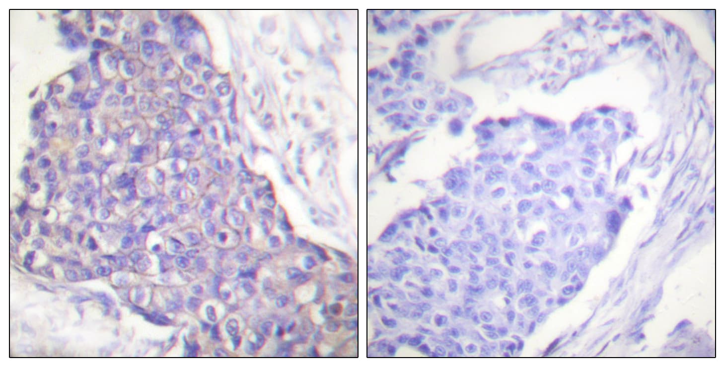 CD40 Antibody (aa228-277)