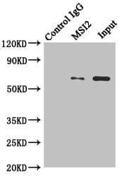MKS1 Antibody (aa150-300)