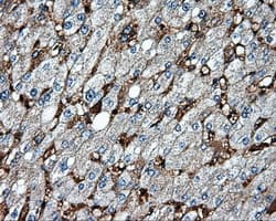 Monoclonal Mouse anti-Human HMRF1L / MTRF1L Antibody (clone OTI1H7, IHC, IF, WB)