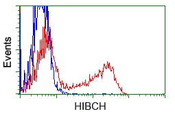 HIBCH Antibody (clone OTI3H5)
