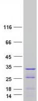 Human MYPT2 / PPP1R12B Protein (Recombinant Myc-DDK (Flag))