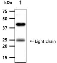 Monoclonal Mouse anti-Human ANGPTL3 Antibody (clone AT23D8, WB)