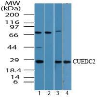 CUEDC2 Antibody (aa250-300)